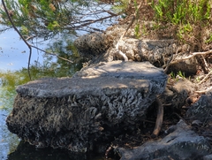 Ficopomatus enigmaticus