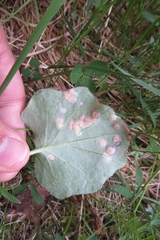Puccinia poarum
