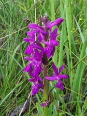 Dactylorhiza lapponica