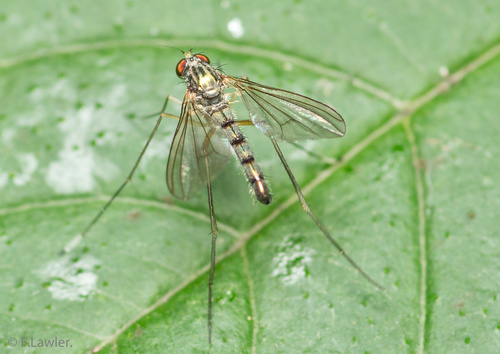 Sciapus platypterus, photo 3 of 10