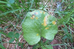 Puccinia poarum