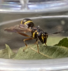 Sphiximorpha willistoni