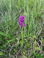 Dactylorhiza lapponica