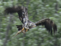 Catostomus commersonii