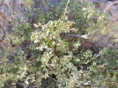 Ribes leptanthum