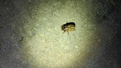 Polyphylla occidentalis