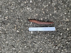 Limax dacampi