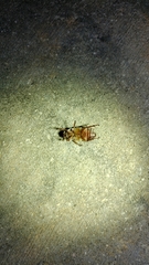 Polyphylla occidentalis