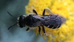 Lasioglossum