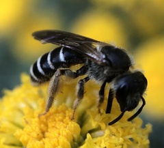 Lasioglossum