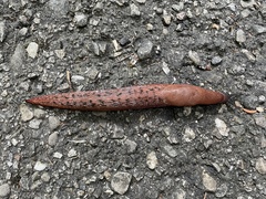 Limax dacampi