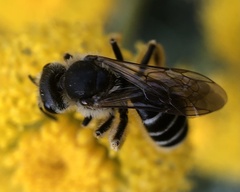 Lasioglossum