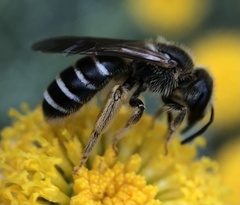 Lasioglossum