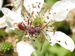 Nomada maculata