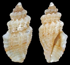 Eucithara