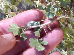 Ribes leptanthum
