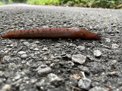 Limax dacampi