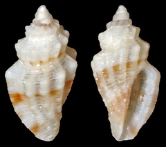 Eucithara