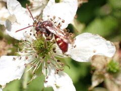 Nomada maculata