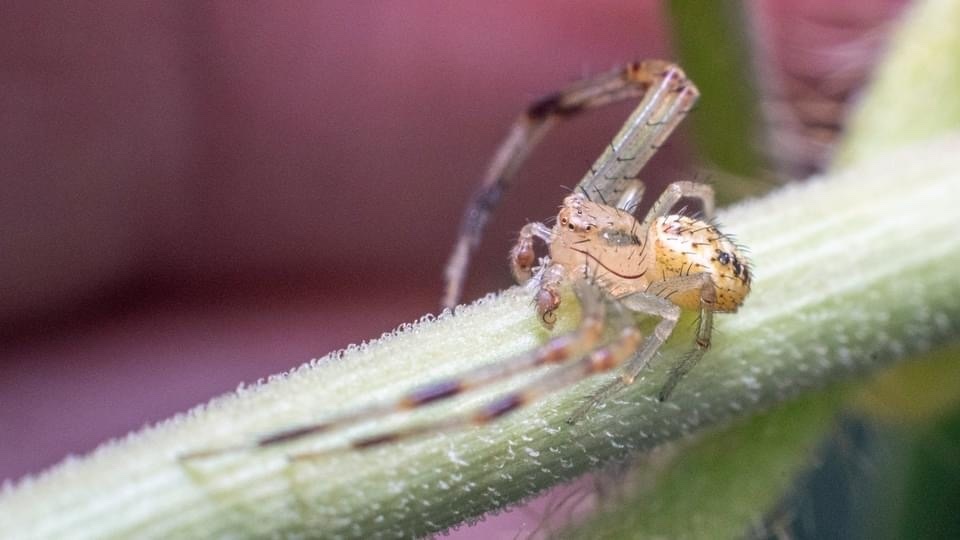 Colorado Mecaphesa