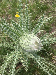 Cirsium funkiae