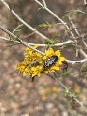 Acmaeodera connexa