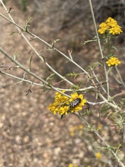 Acmaeodera connexa