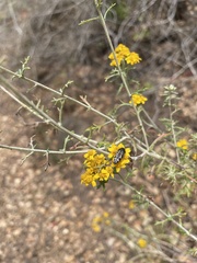 Acmaeodera connexa