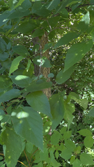 Celtis occidentalis