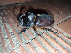 Oryctes nasicornis grypus