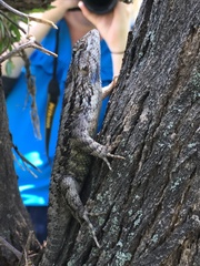 Sceloporus spinosus