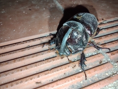 Oryctes nasicornis grypus