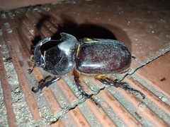 Oryctes nasicornis grypus