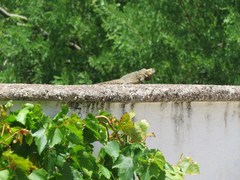 Ctenosaura macrolopha