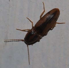 Conoderus vespertinus