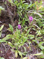 Dactylorhiza foliosa image