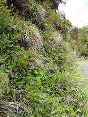 Dactylorhiza foliosa image