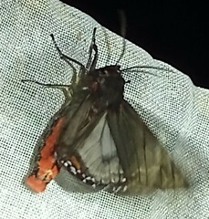 Dysschema marginalis