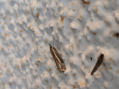 Crambus pratella
