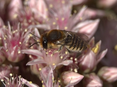 Megachile binominata