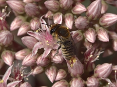 Megachile binominata