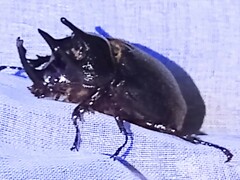 Heterogomphus flohri