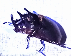 Heterogomphus flohri