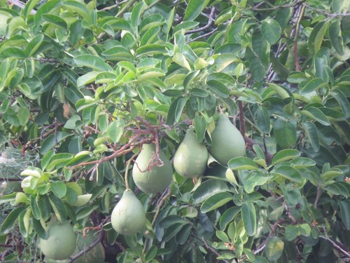 Paprastoji kriaušė nuotrauka