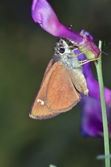Piruna pirus