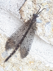 Brachynemurus nebulosus