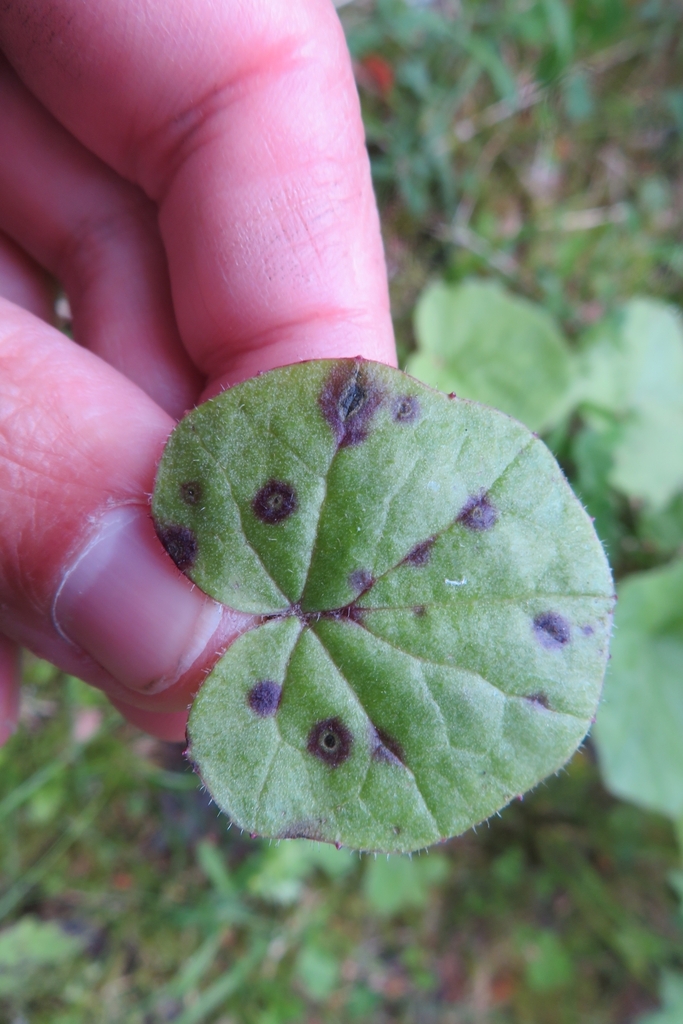 Asteroma impressum