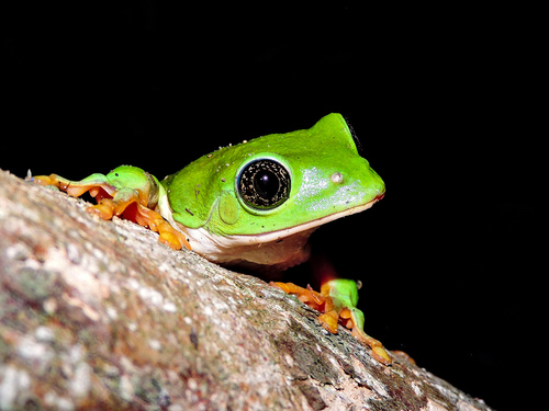 Mexican Giant Tree Frog