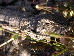 Western Bearded Dragon photo 3
