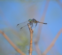 Pachydiplax longipennis